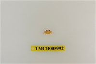 藏品(拉氏清溪蟹)的圖片